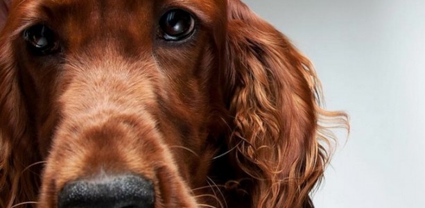 Необычная серия портретов собак в удивительной книге Dogonomics фотографа Джерарда Чарльза Джетингса Необычная серия портретов собак в удивительной книге Dogonomics фотографа Джерарда Чарльза Джетингса